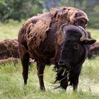 Bos bison