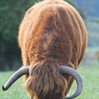 Bos taurus....