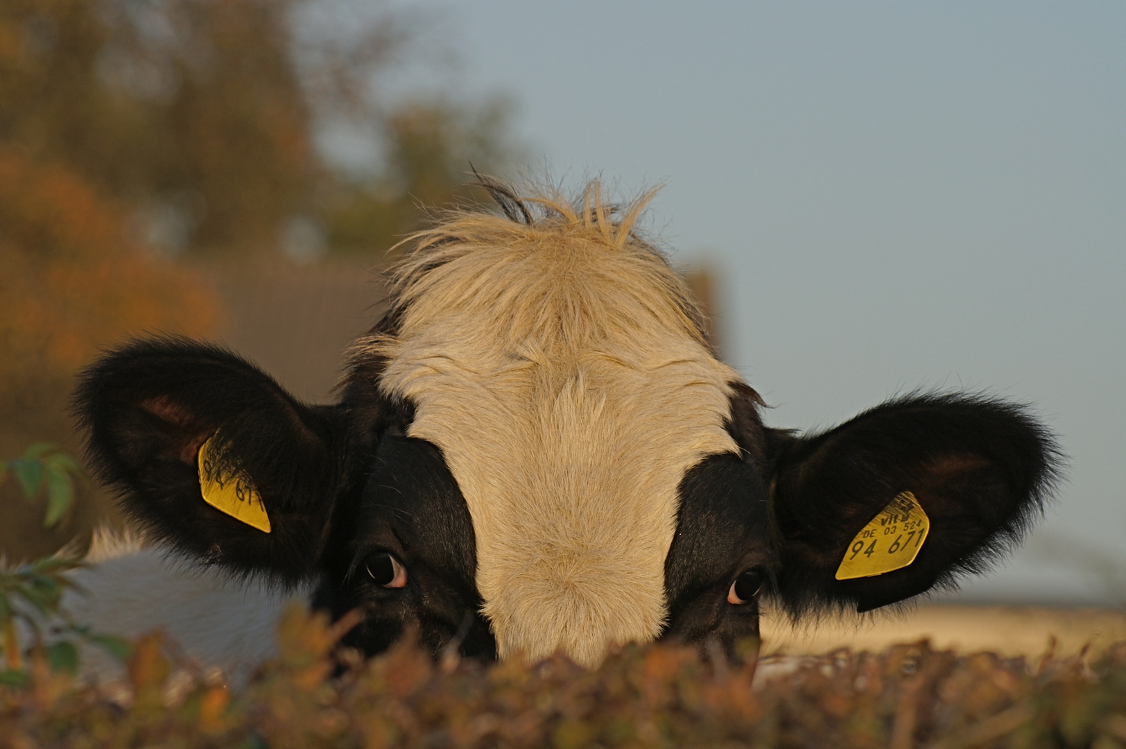 Bos Taurus Taurus