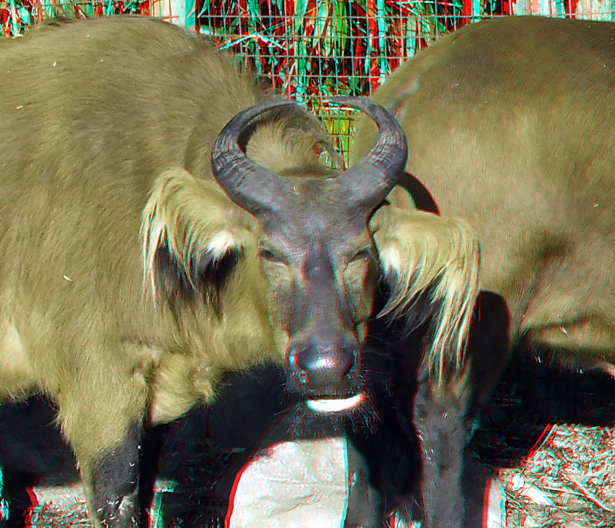 Bosbuffel Rotterdam Zoo 3D anaglyph