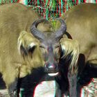 Bosbuffel Rotterdam Zoo 3D anaglyph