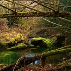 BOSC ENCANTAT. BOSQUE ENCANTADO. ENCHANTED FOREST.