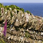 Boscastle_SouthCoastPath