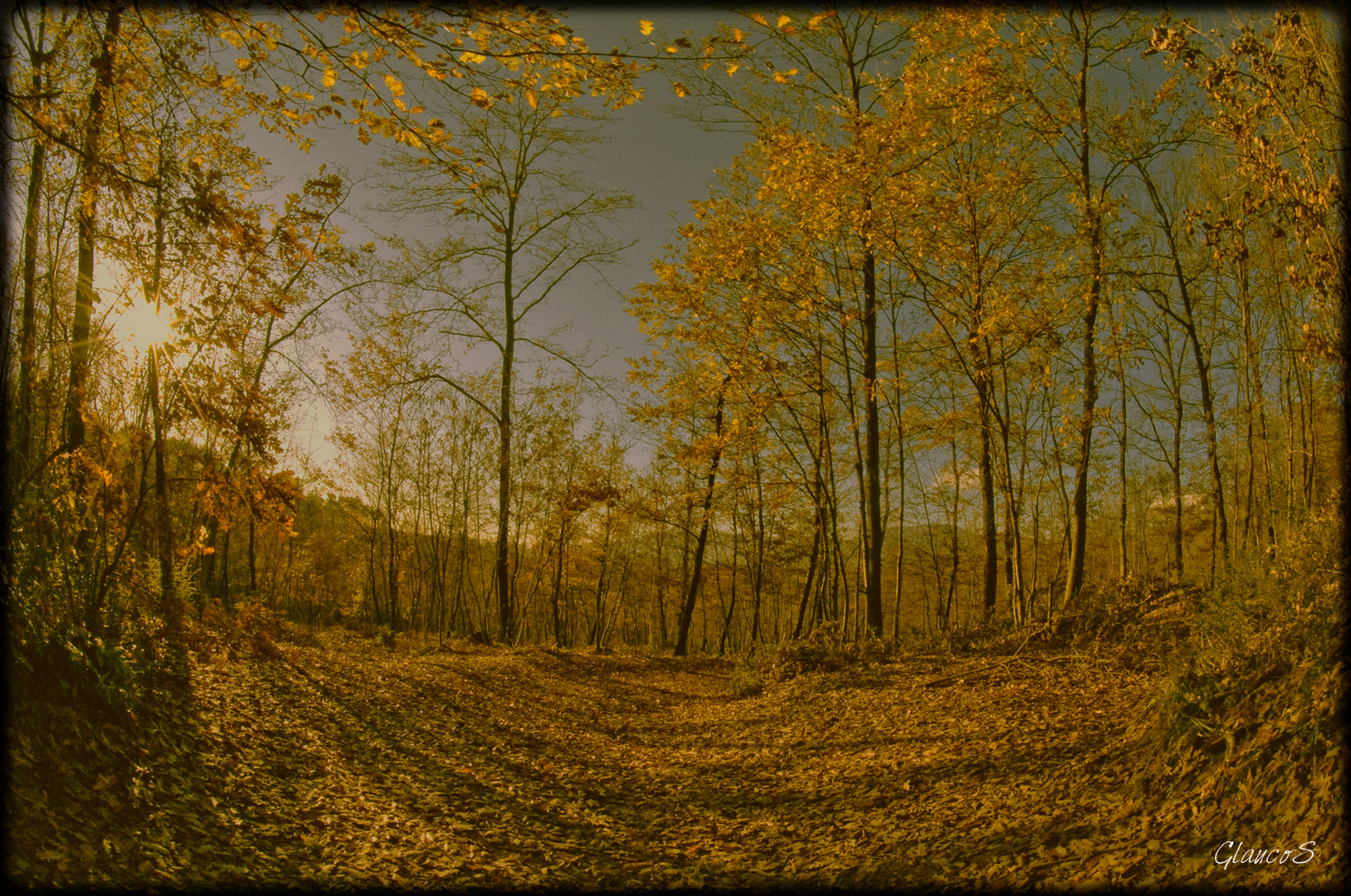 Boschetto autunnale