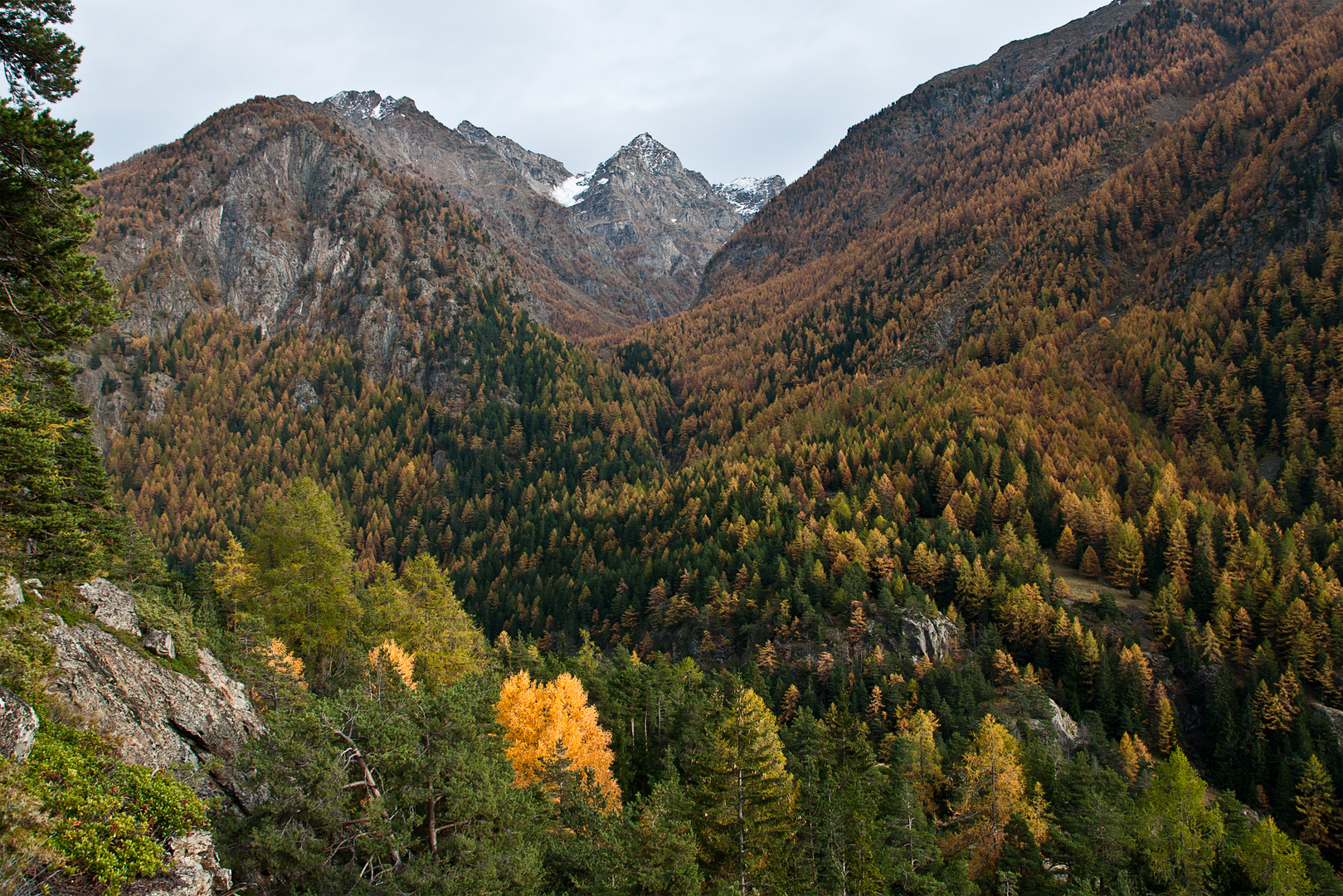 Boschi di casa mia.