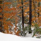 Boschi d'inverno