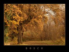 BOSCO