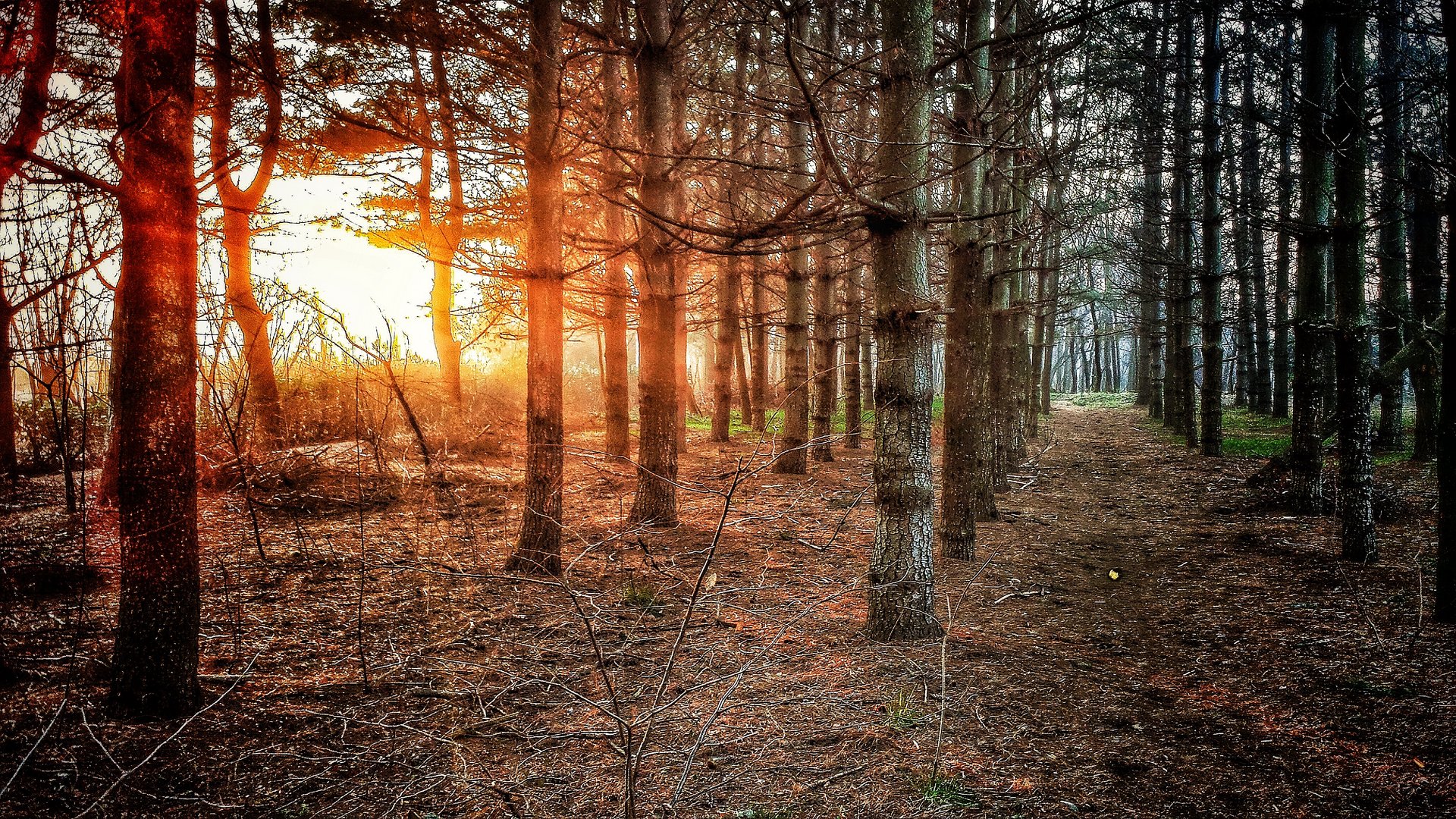 Bosco all'alba