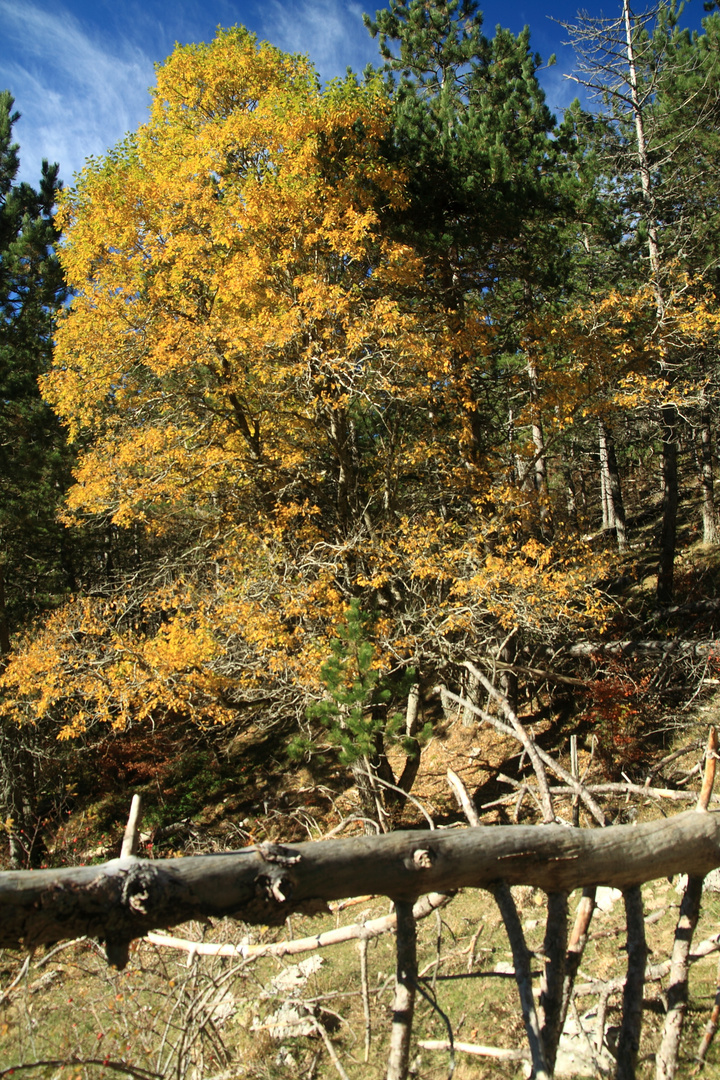 Bosco autunnale