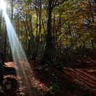 Bosco Autunnale