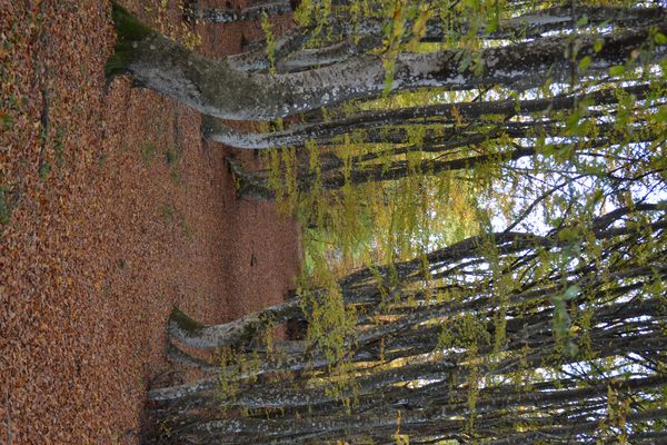 bosco autunnale