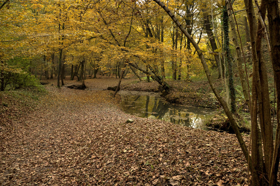 Bosco autunnale