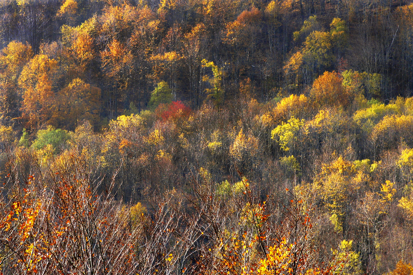 Bosco autunnale n. 3