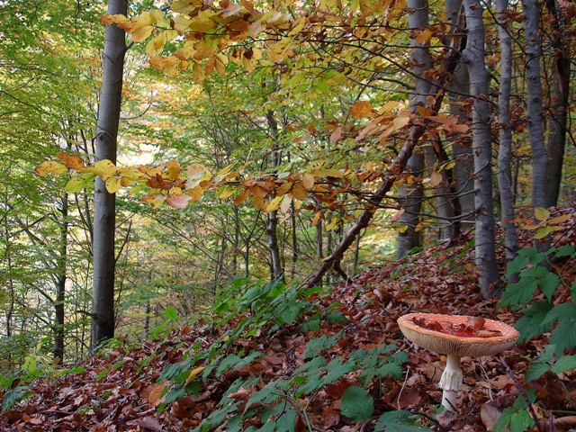 BOSCO D'AUTUNNO di ernesto amato 