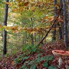 BOSCO D'AUTUNNO