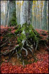 Bosco d'autunno 2012 - 1