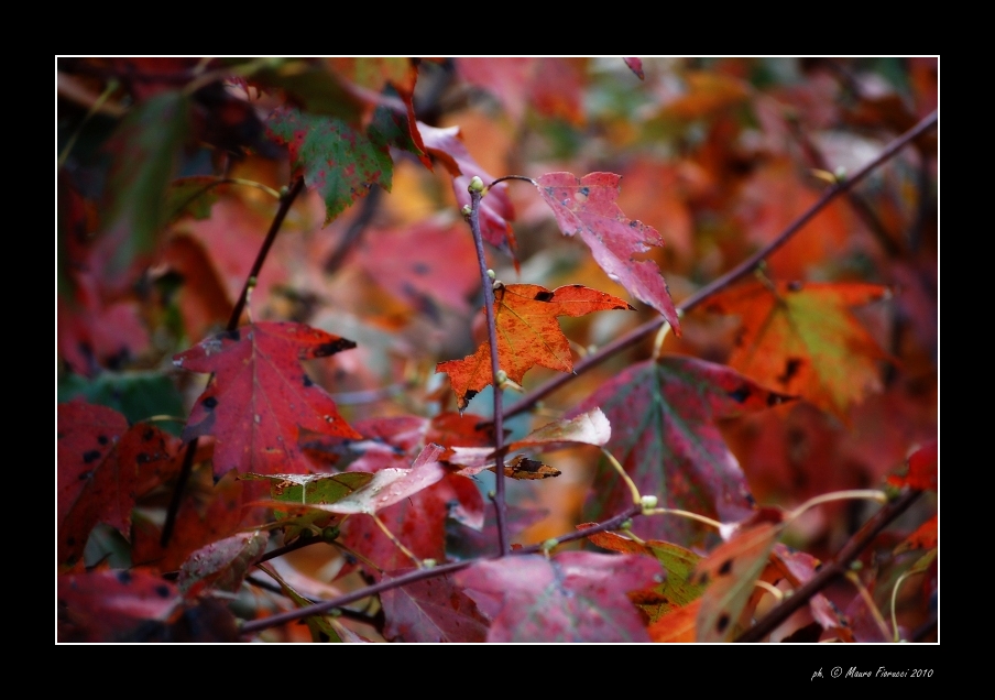 Bosco d'autunno