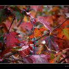 Bosco d'autunno