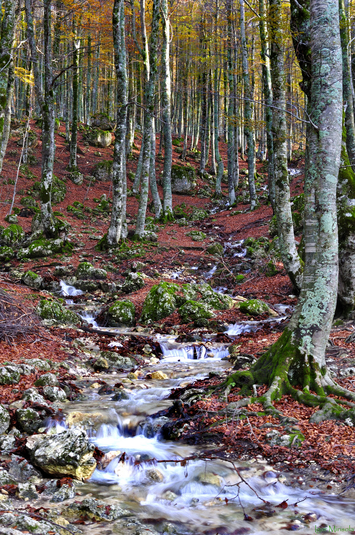 Bosco d'autunno...