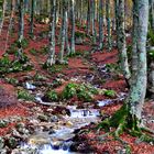 Bosco d'autunno...