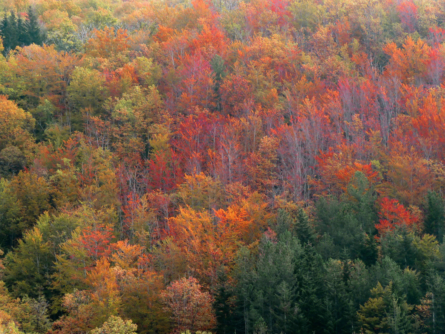 bosco d'autunno 