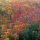 bosco d'autunno 