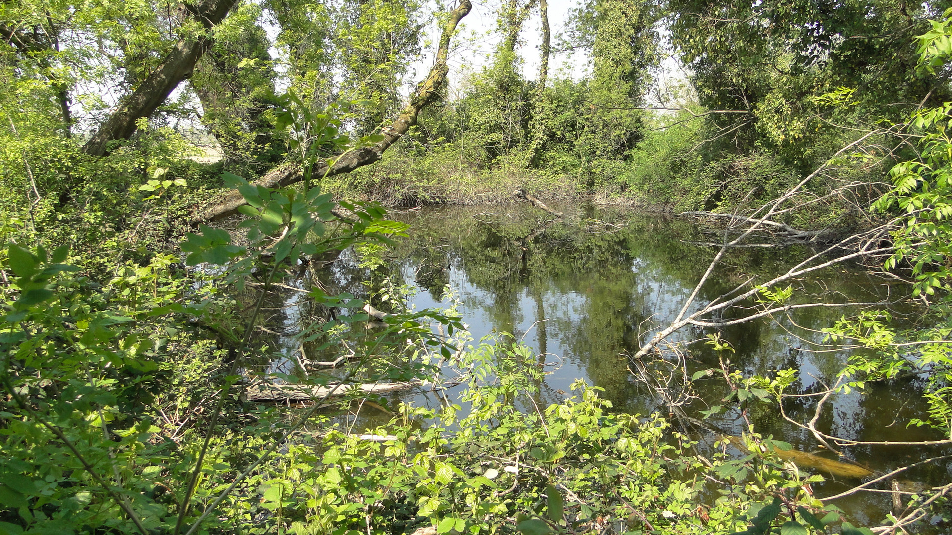 Bosco degli alberoni - osservatorio "Sguass"