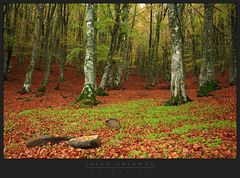 Bosco dei Nebrodi