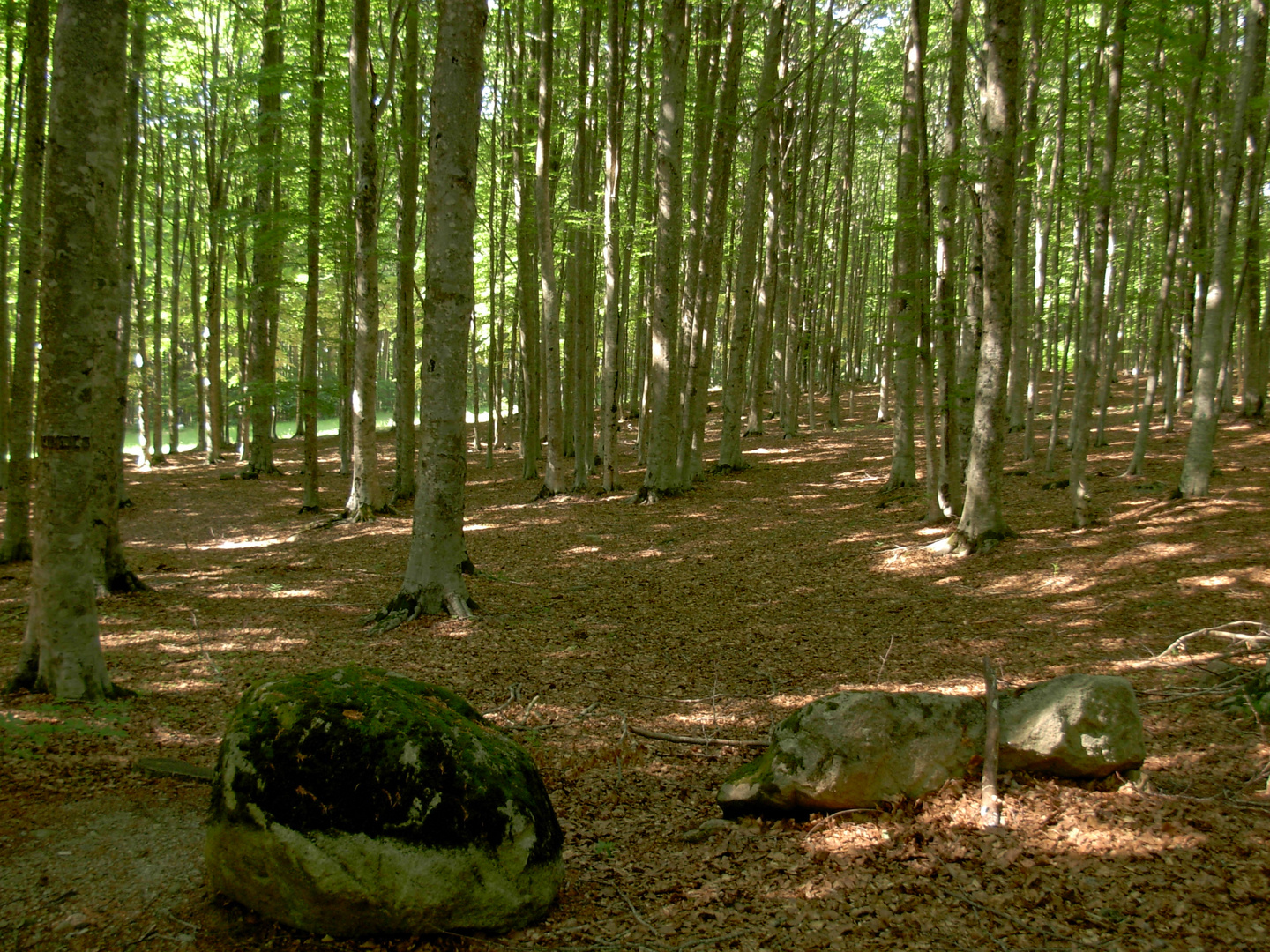 Bosco del monte Amiata