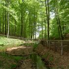 Bosco della Faggeta - Condrò - Serrastretta (CZ)