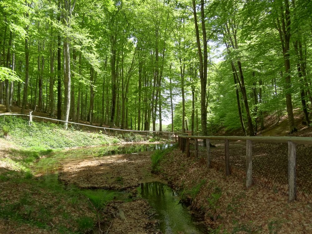 Bosco della Faggeta - Condrò - Serrastretta (CZ)