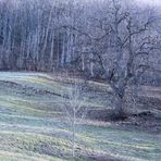 Bosco delle Fate