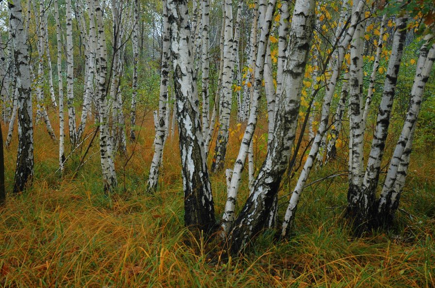 BOSCO DI BETULLE N. 1 di Franco Speroni 