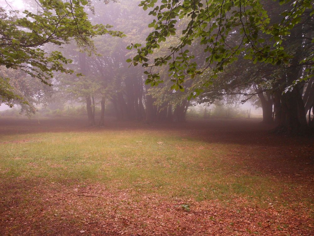 Bosco di Canfaito