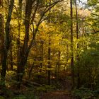 Bosco di Carrega