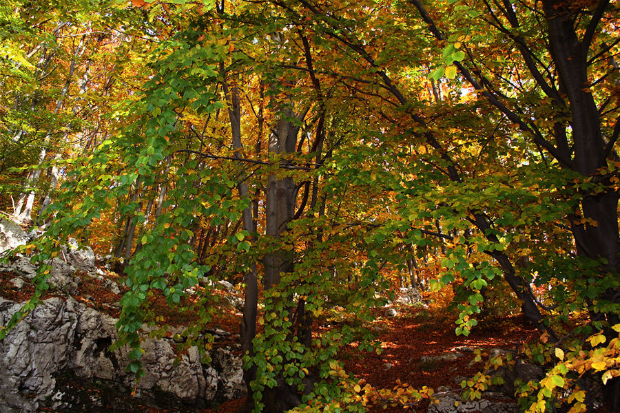 bosco di colori