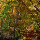 bosco di colori