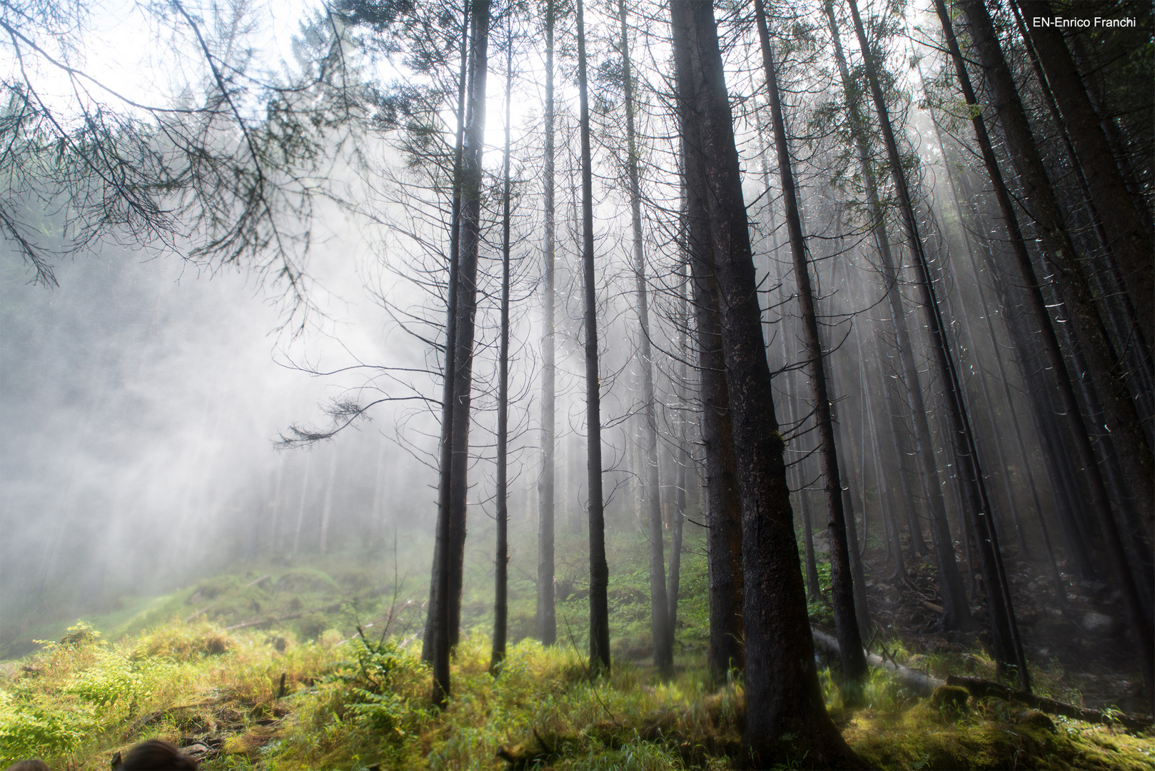 bosco di conifere