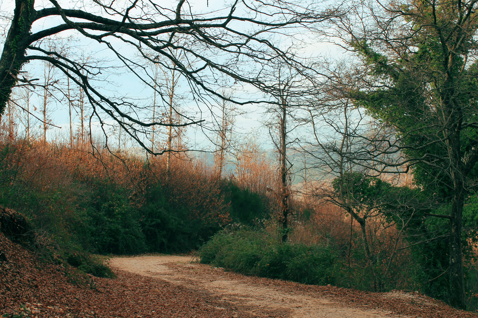 Bosco di Cori