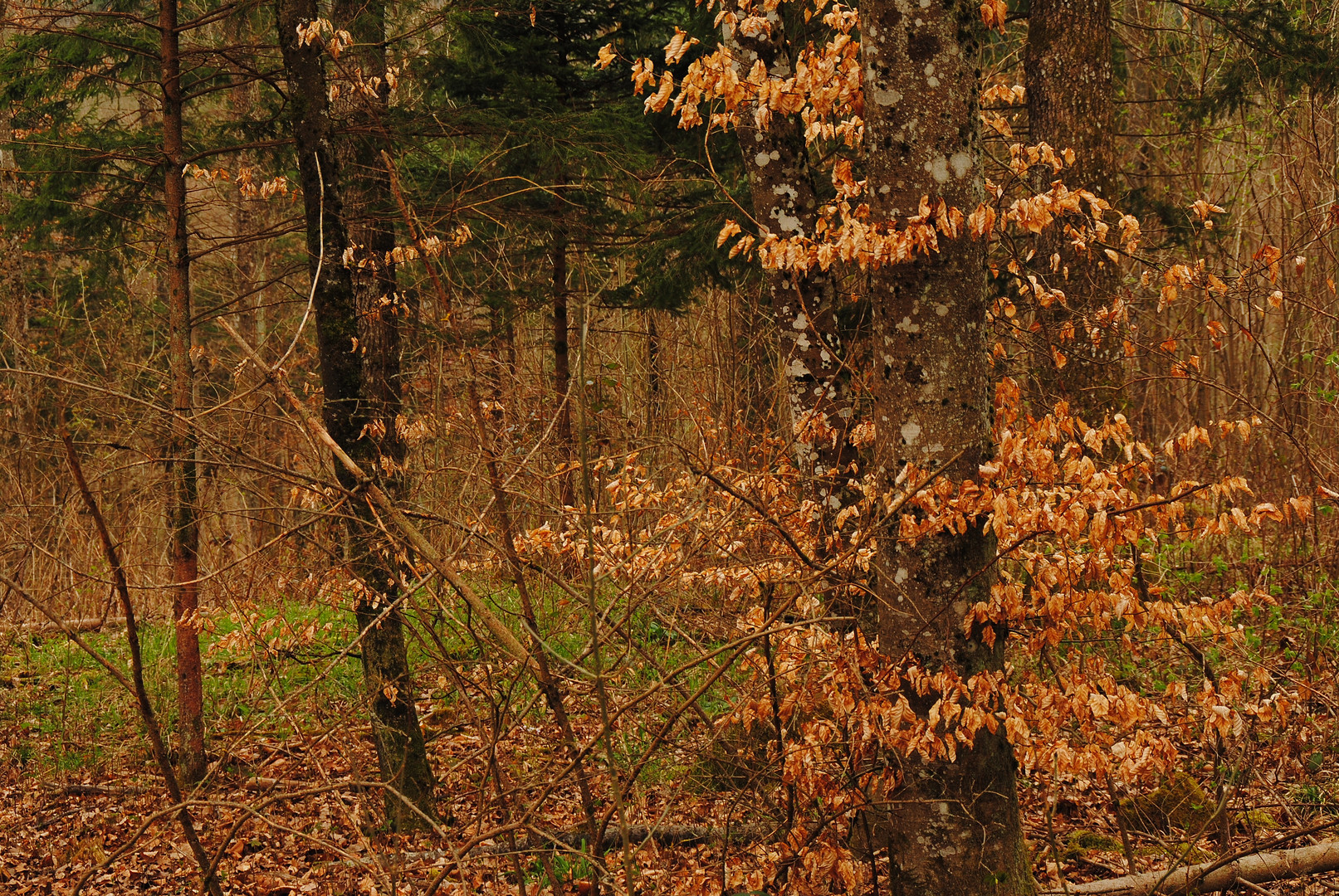 bosco di dusslingen