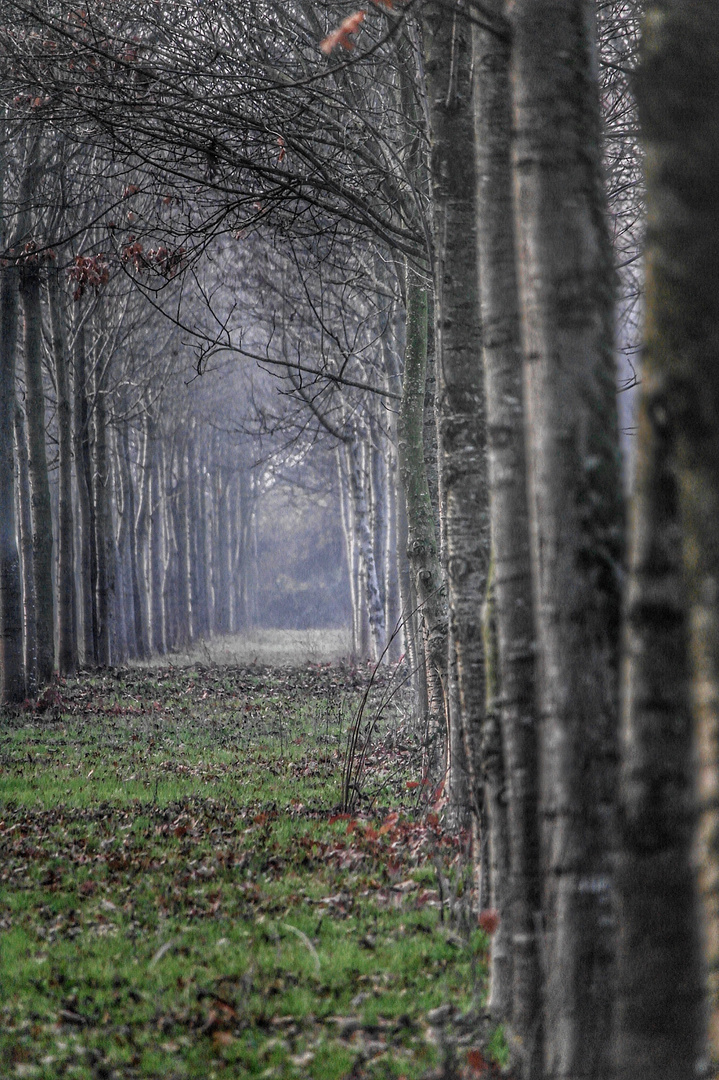 Bosco di kyra 