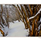 ...BOSCO DI NOCCIOLI...