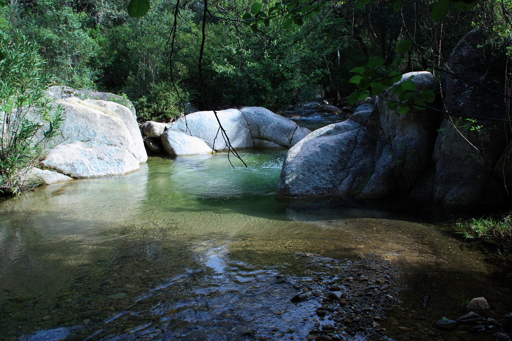 Bosco di Pantaleo ( CA )