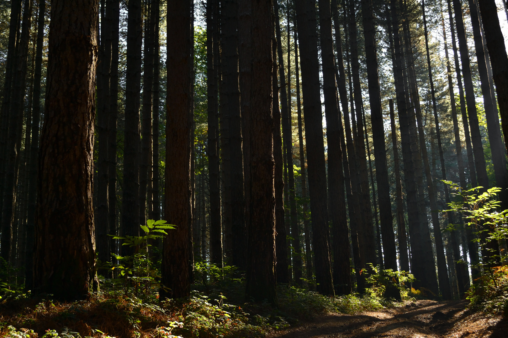 Bosco di pino nero (Monti delle Serre, Calabria)