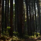 Bosco di pino nero (Monti delle Serre, Calabria)