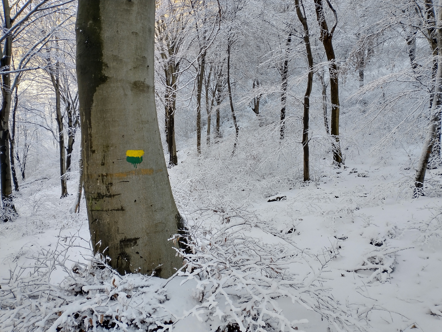 Bosco d'inverno