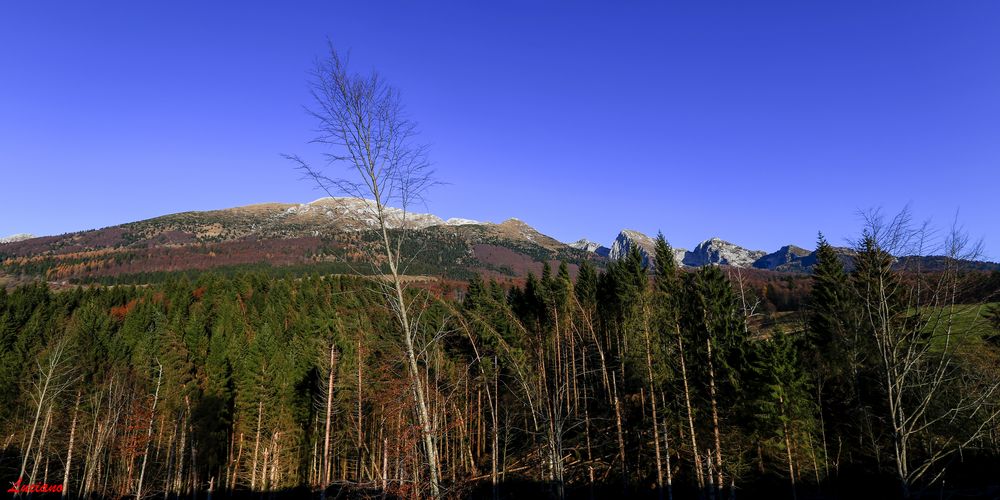 bosco Foto Immagini paesaggi, montagna, boschi e foreste Foto su
