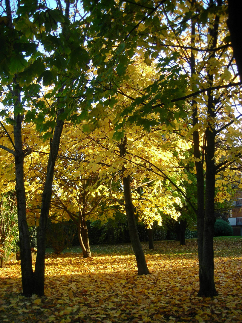 bosco giallo