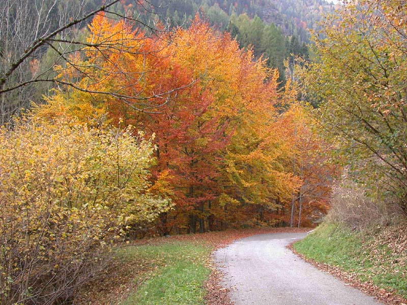 Bosco in autunno