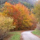 Bosco in autunno